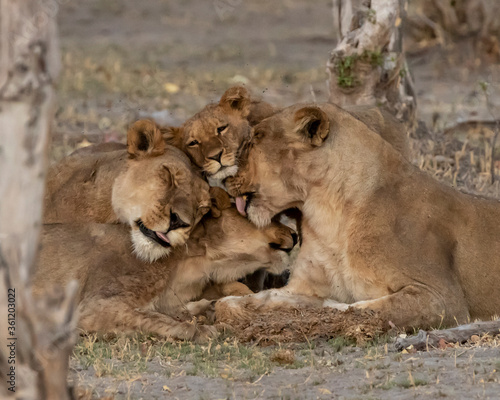 Lioness and cubs wonderful interaction of them all grooming each other 