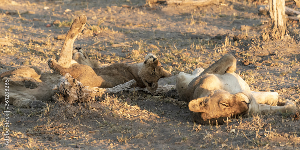 Fototapeta premium Lion