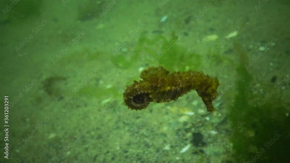 Short-snouted seahorse (Hippocampus hippocampus). Fish of the Black Sea. Ukraine. Short-snouted seahorse (Hippocampus hippocampus). Fish of the Black Sea. Ukraine.