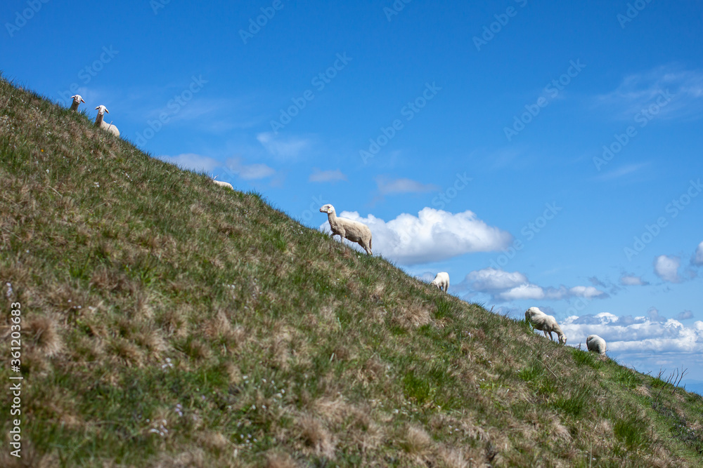 flock of sheep high in the mountains 
