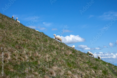 flock of sheep high in the mountains 