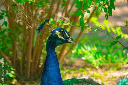 Wallpaper Mural Peacock or male peafowl on a ground in national park Torontodigital.ca