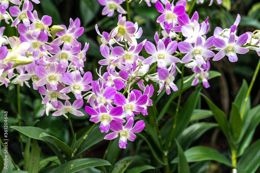 Dendrobium Orchid 'Lucian Pink'