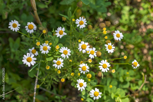 chamomile flowering plants grow amid agricultural field of the Italian Lazio region