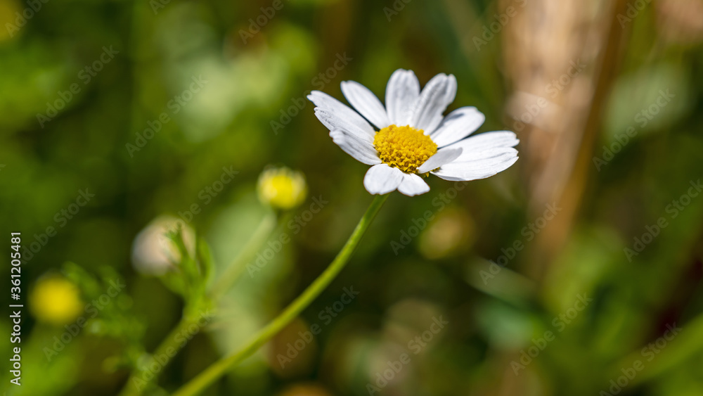 macro close up of chamomile flower in late June in the Italian Lazio region natural colors image macro close up of chamomile flower in late June in the Italian Lazio region natural colors image