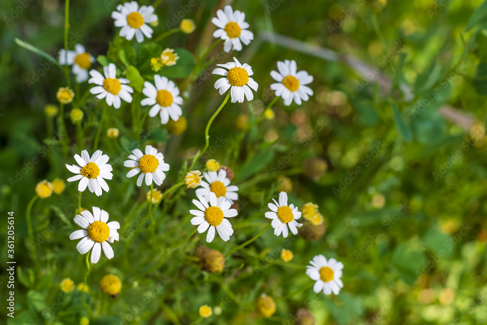 chamomile flowers grow in late June amid a countryside barley field of the Italian Lazio region natural colors image