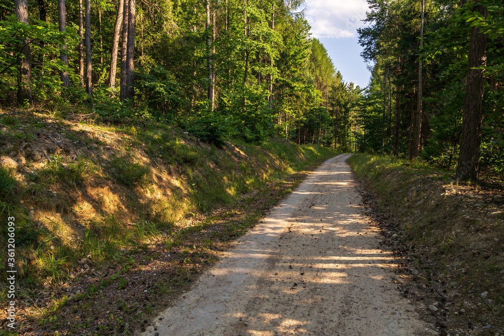 Fototapeta premium A path in the Monticolo forest full of summer greenery in Italian South Tyrol