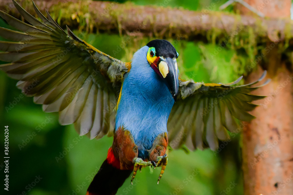 Fototapeta premium Tucán Andino