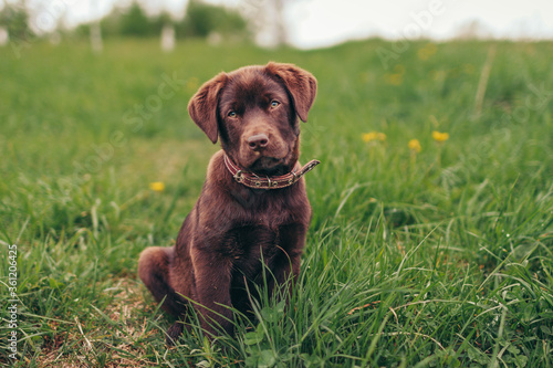 A large brown dog lying on top of a grass covered field