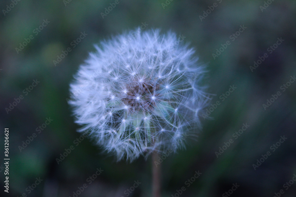 dandelion wish dandelion wish