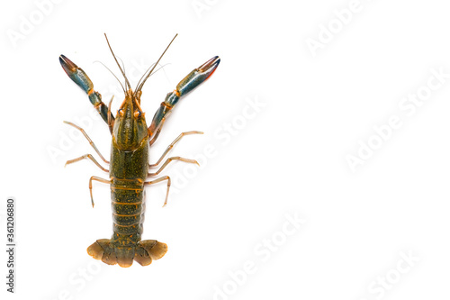 Flatlay of freshwater lobster on isolated copyspace white background. In Malaysia they call "batik" lobster caused by the body pattern.