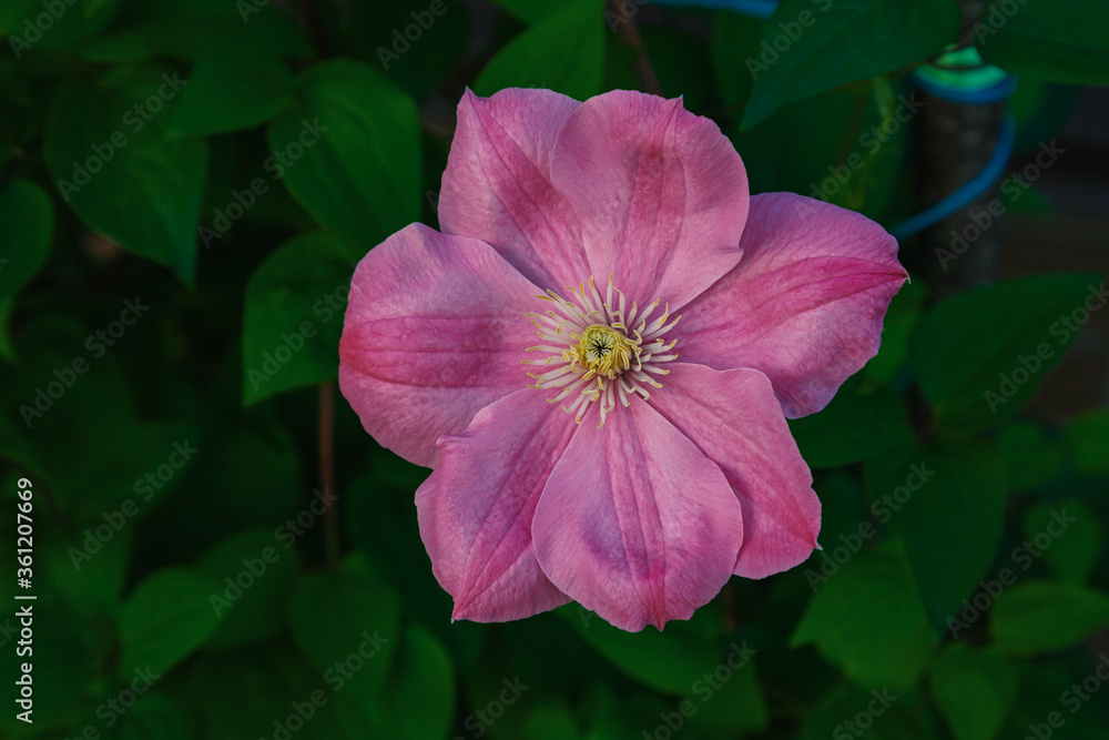 Big pink clematis flower on a background of green foliage Big pink clematis flower on a background of green foliage
