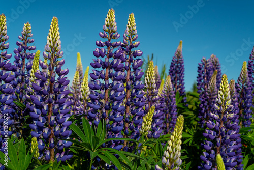 Lupin flowers against blue sky