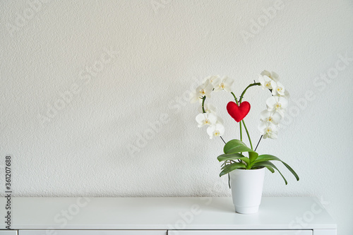 Fototapeta Naklejka Na Ścianę i Meble -  beautiful orchid plant in a white vase shaped as heart