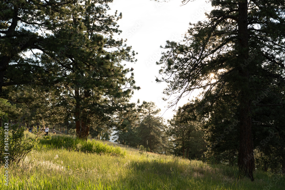 Obraz premium Sun shining through forest