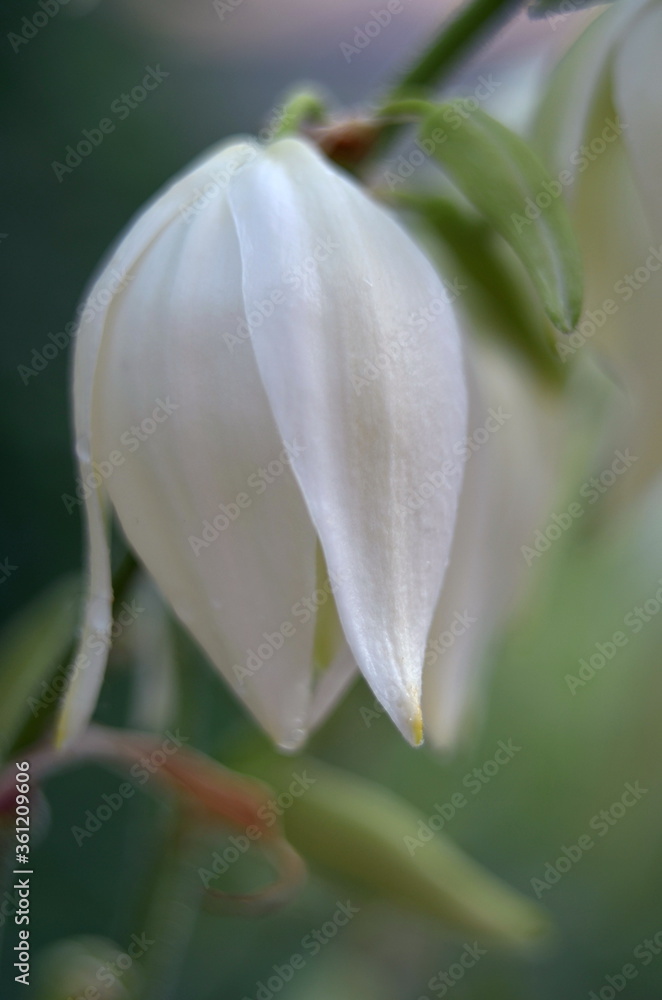 Obraz premium flowering yucca in the garden