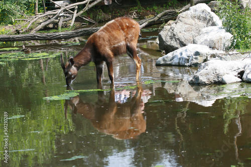 deer in the water