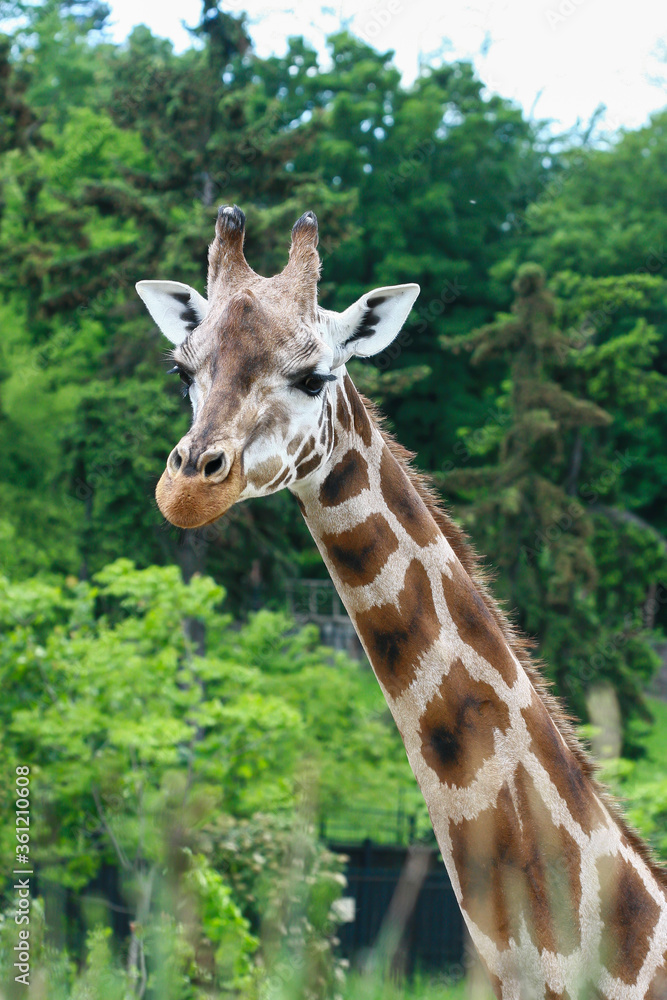 portrait of a giraffe
