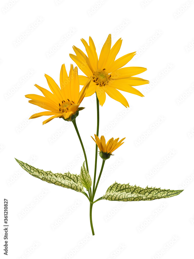 Naklejka premium Flowering Heliopsis Loraine Sunshine (common named Rough oxeye or False sunflower) with variegated leaves isolated on white background. Beautiful perennials for the garden.
