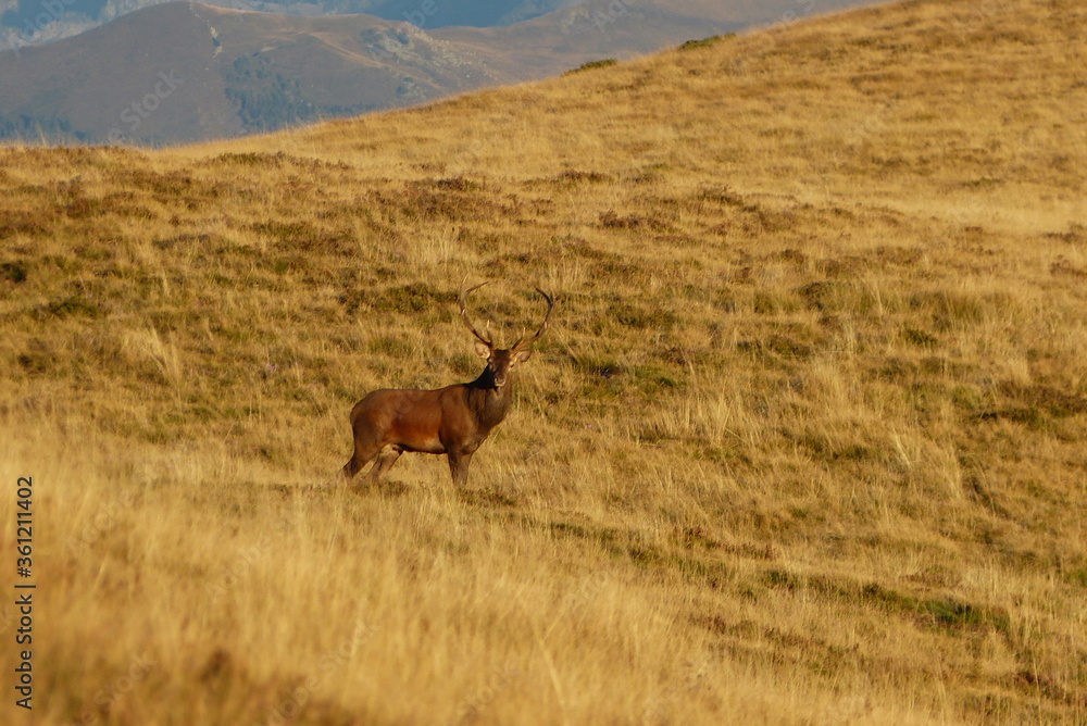 Fototapeta premium Cerf