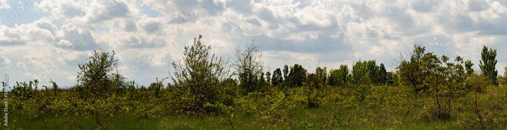 Abandoned vineyard in Moldova. Thickets of wild grapes. Abandoned vineyard in Moldova. Thickets of wild grapes.