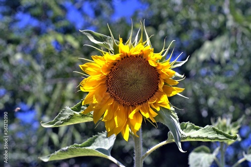 Blossoming sunflower on a plot of land without bees on it