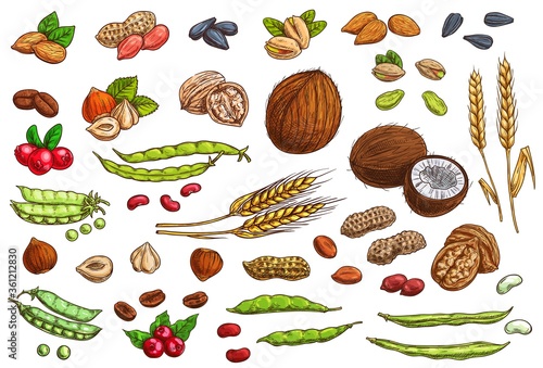 Nuts, beans, legumes and cereal crop vector sketches. Hand drawn almond nut, peanut, beans and pea pods, coconut, walnut and hazelnut, pistachio and sunflower seeds, coffee bean and berry, wheat ear