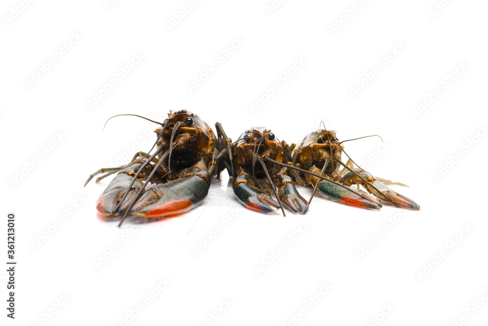 A picture of different sizes freshwater or A picture of different sizes freshwater or