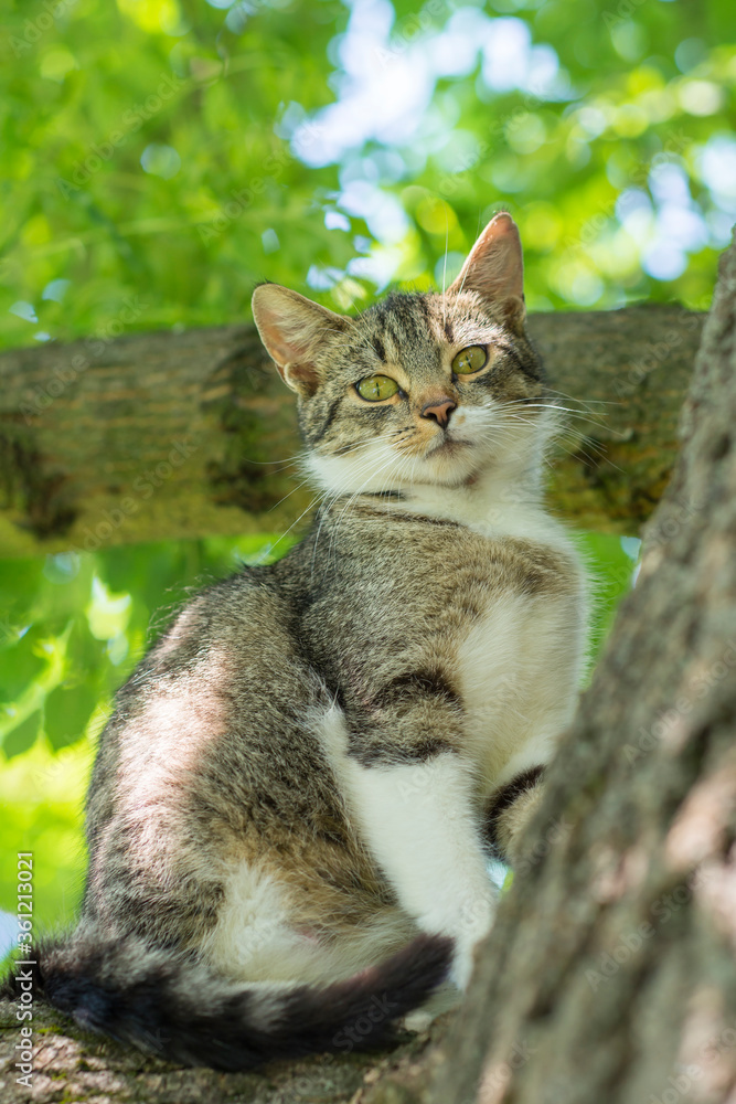 Pretty adult tabby cat standing on a tree branch and looking into the lens Pretty adult tabby cat standing on a tree branch and looking into the lens