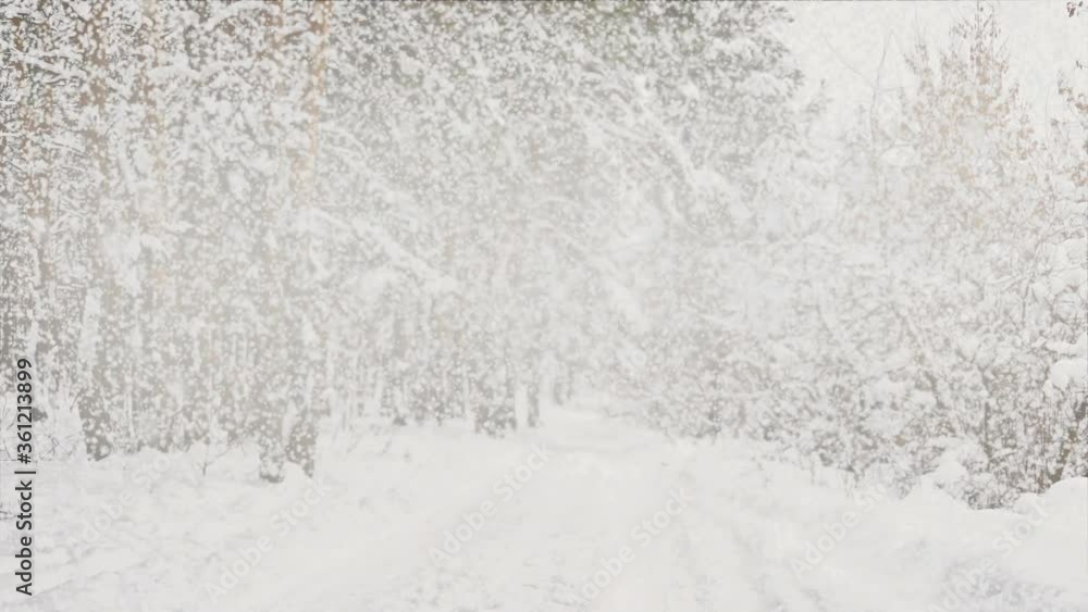 heavy snowfall in the forest
heavy snowfall in the forest
