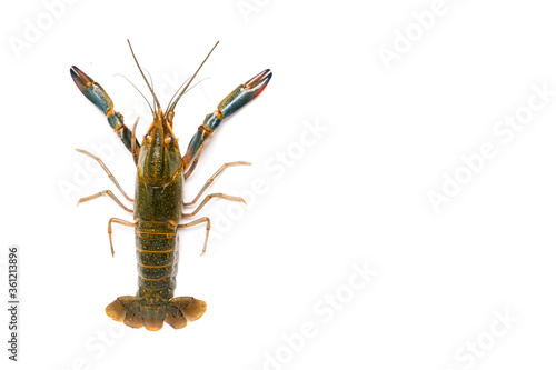 Flatlay of freshwater lobster on isolated white background. In Malaysia they call "batik" lobster caused by the body pattern.