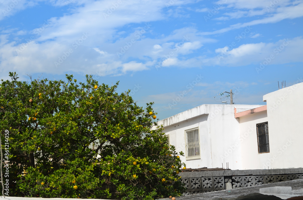 Árbol de naranjas Árbol de naranjas
