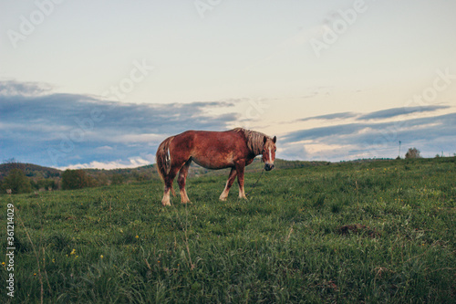 Fototapeta Naklejka Na Ścianę i Meble -  A cow grazing on a lush green field