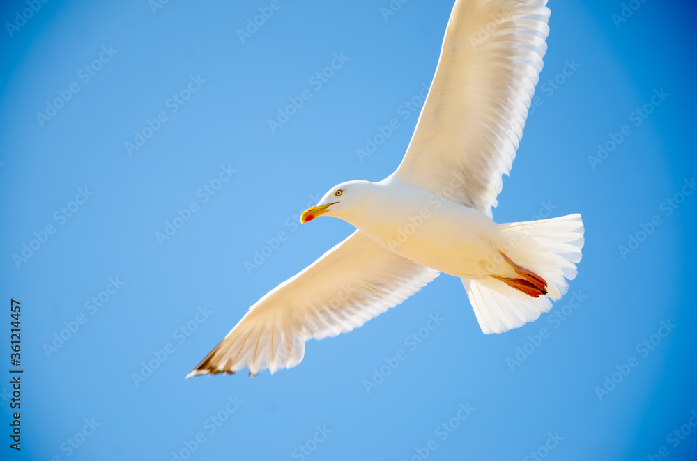 Seagull flying over Camber Sands Beach, England. Seagull flying over Camber Sands Beach, England.