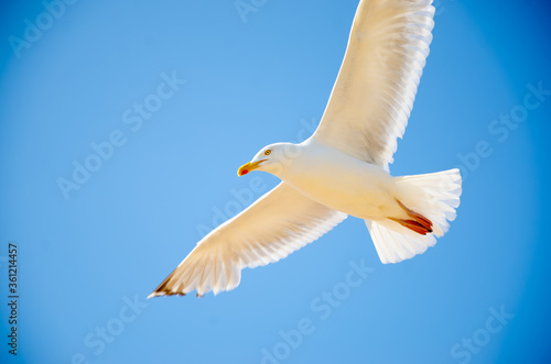 Seagull flying over Camber Sands Beach  England.