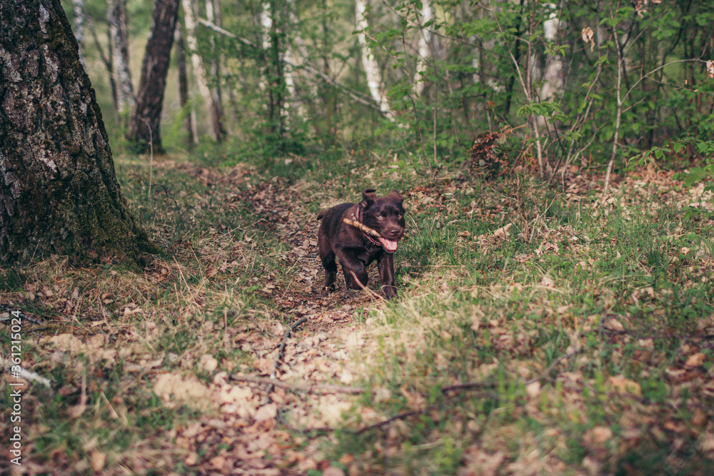 A brown bear walking through a forest A brown bear walking through a forest