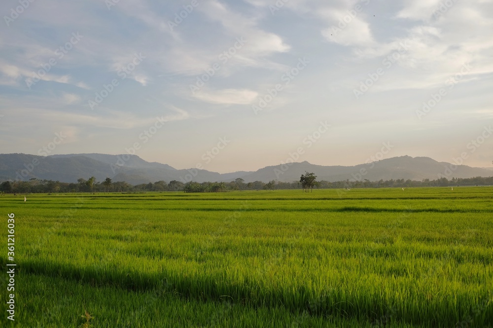 Expanse of green rice plants in fertile land with sufficient intensity of sunlight
