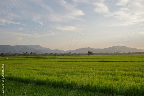 Expanse of green rice plants in fertile land with sufficient intensity of sunlight