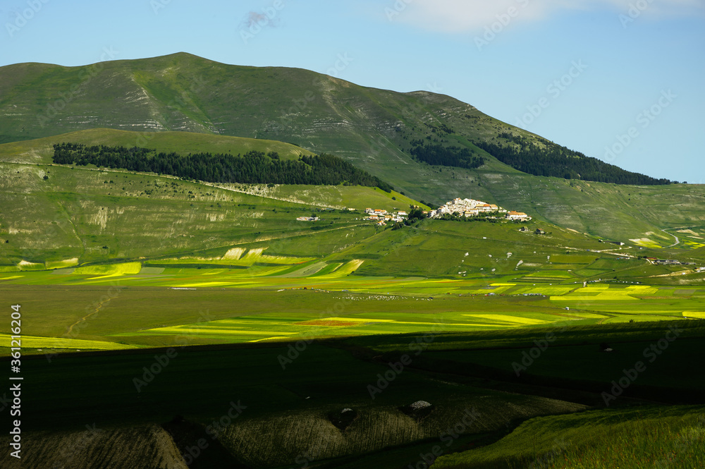Flowering of cultivated fields (lentils) in the Piano Grande of Castelluccio di Norcia, Sibillini mountains, with the village on the hill. June 2020.