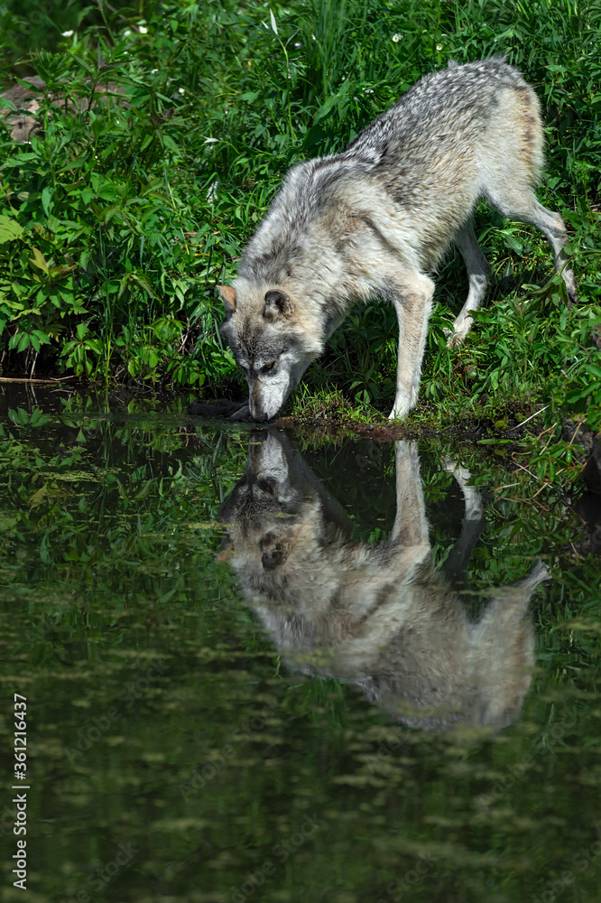 Obraz premium Grey Wolf (Canis lupus) Reflected in Water Summer