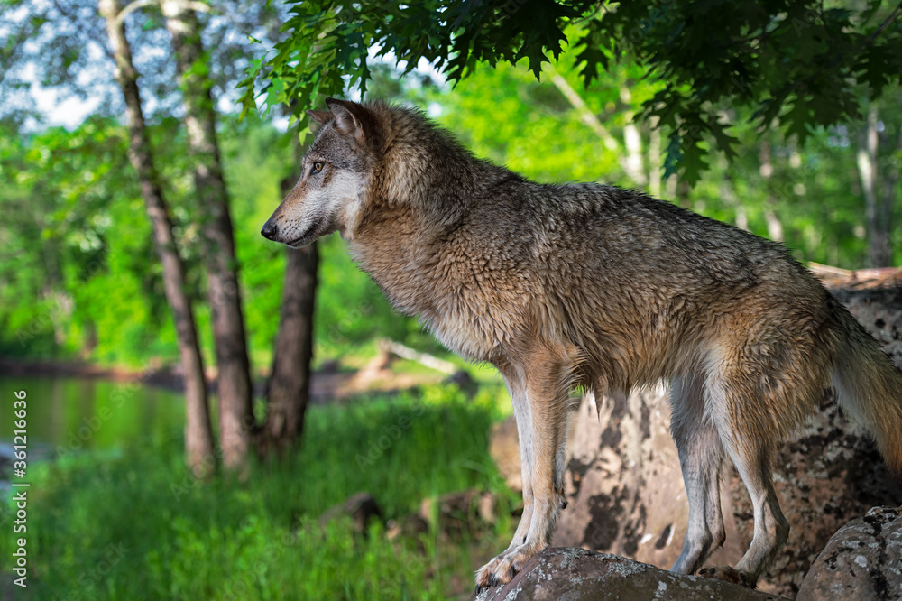 Grey Wolf (Canis lupus) Balances on Rocks Near River Summer