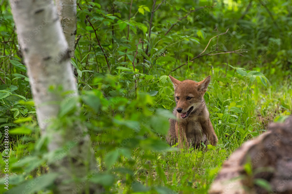 Coyote Pup (Canis latrans) Sits at Forest Edge Summer