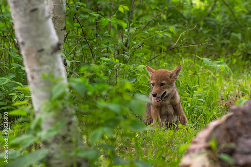 Coyote Pup (Canis latrans) Sits at Forest Edge Summer © hkuchera