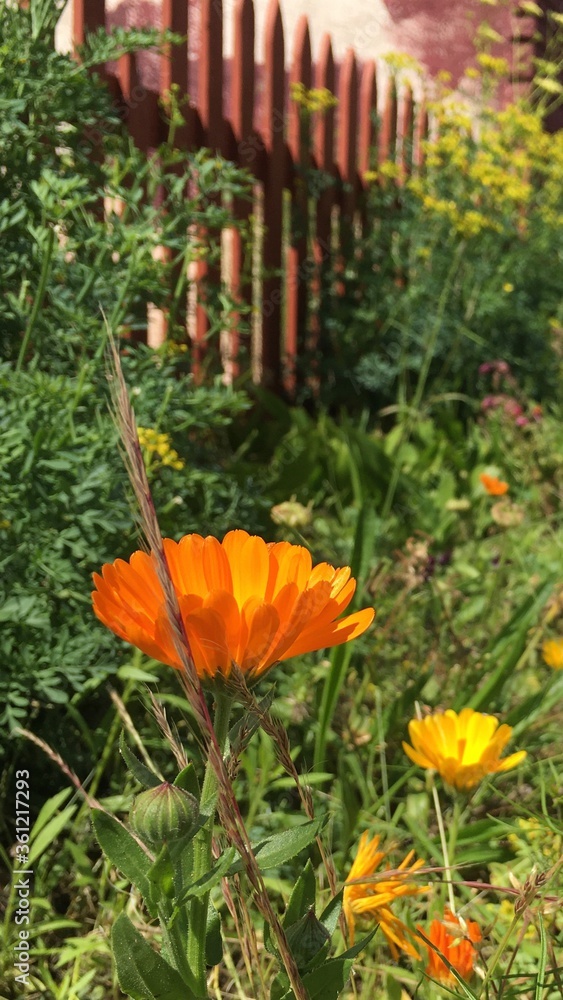 Obraz premium orange flower on a green background