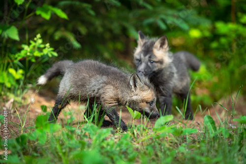 Red Fox  Vulpes vulpes  Kits Outside Den Summer