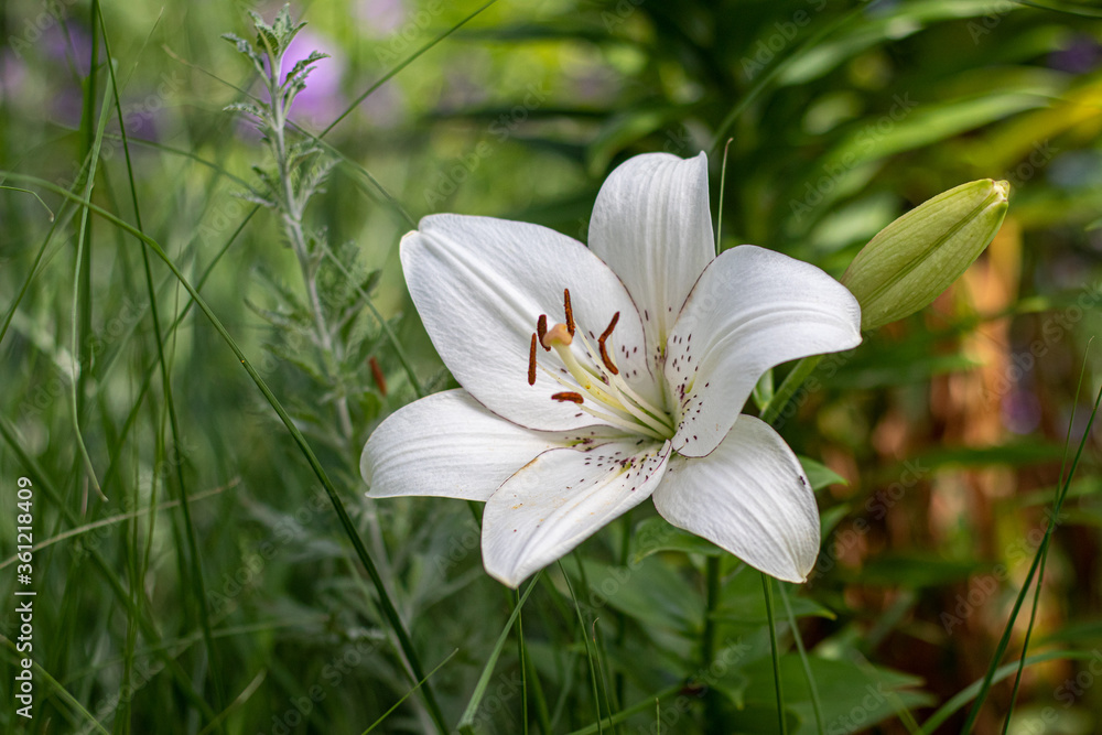 white lily full sunlight white lily full sunlight