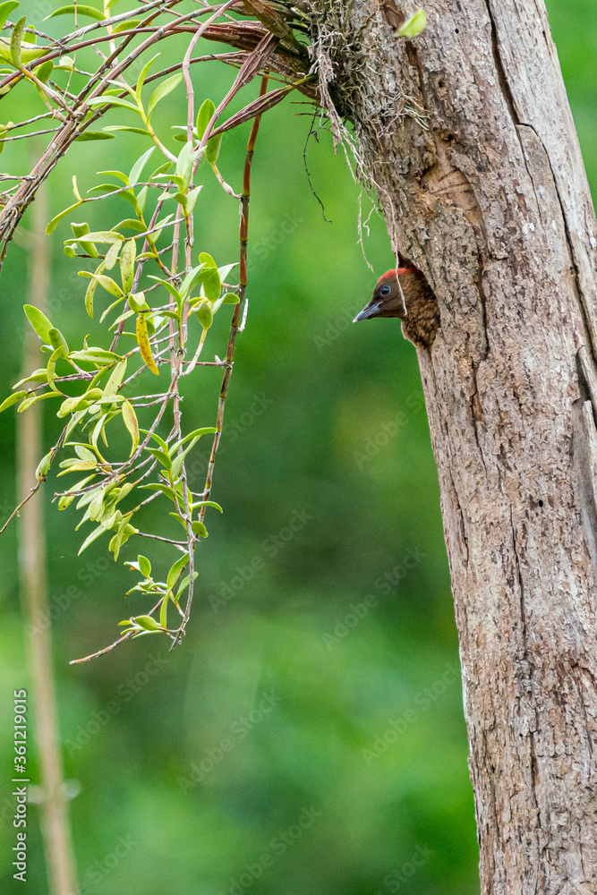 Banded woodpecker chick looking around the area from the nest Banded woodpecker chick looking around the area from the nest
