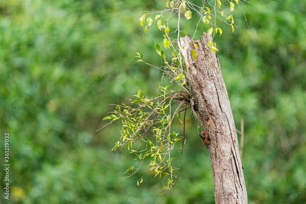 Banded woodpecker chick waiting for mother bird. Banded woodpecker chick waiting for mother bird.