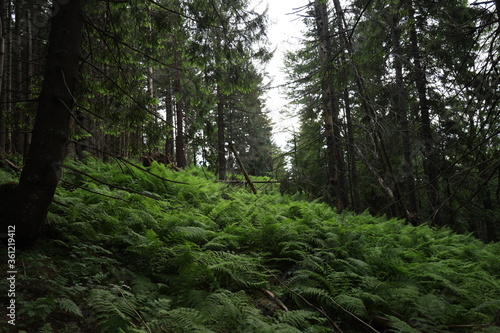 A tree in a forest © Дмитро Григорчак