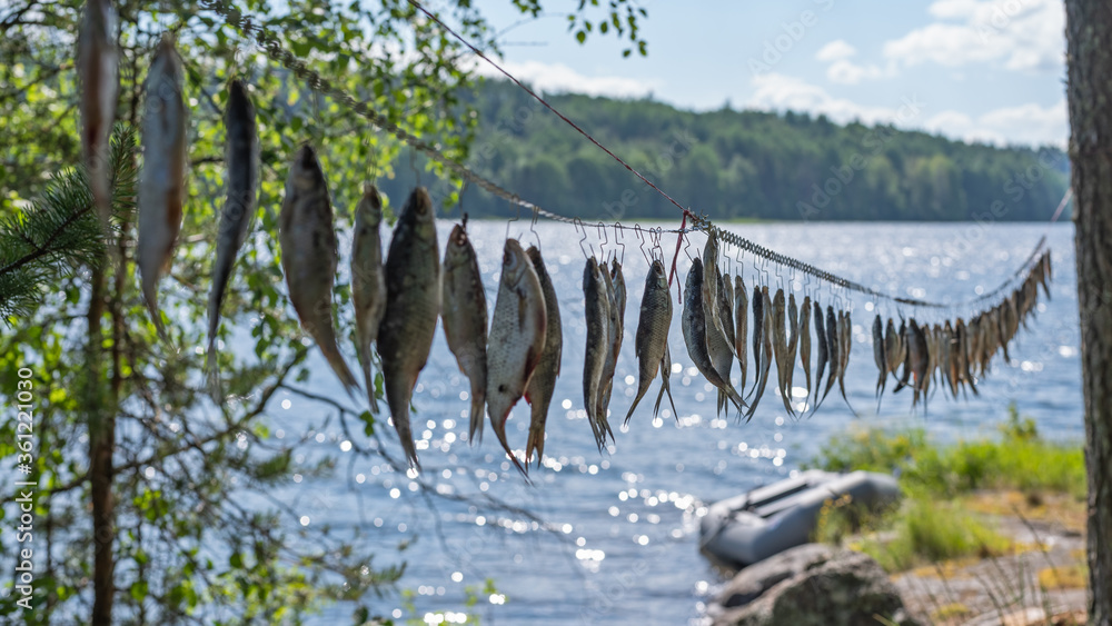 Fototapeta premium Dried river fish hanging in the sun on hooks against the background of wild nature.